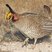 Lesser Prairie-Chicken